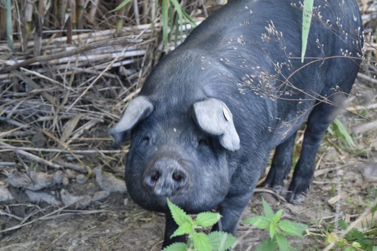 porcnoirgascon 768x512